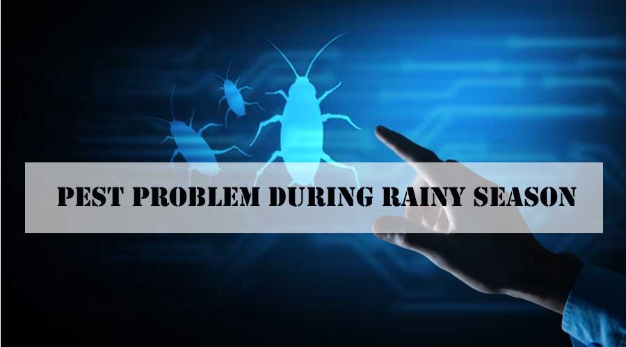 Pest Problem During Rainy Season