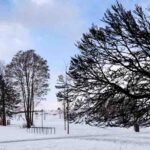 Young Trees in Winter