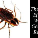 Get Rid of Roaches