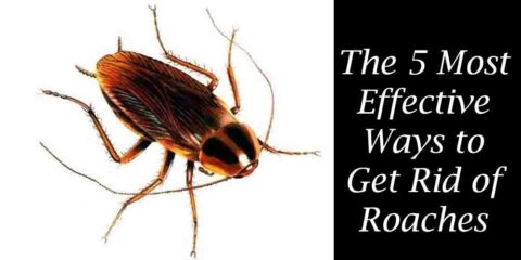 Get Rid of Roaches