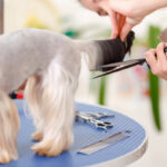 pet grooming