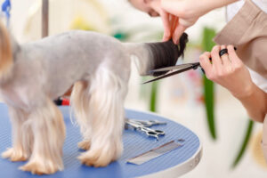 pet grooming