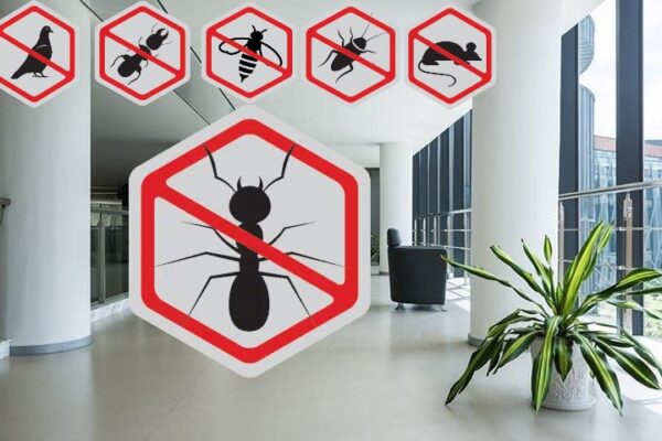 Pest Control in Mesa