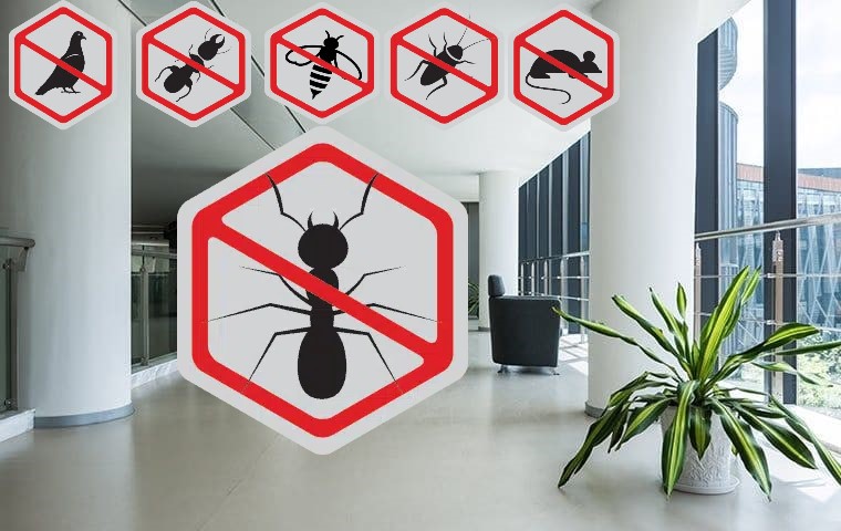 Pest Control in Mesa